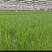 精品钢葱苗百万棵0.08元/棵出售需要联系我。