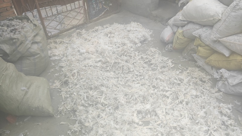纯干大白鹅毛