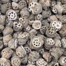 藕节【包邮】三斤起发货可批量可零售量大从优