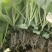 牛心甘蓝苗带土发货，抗寒，抗病，春季，秋冬季节，冷凉蔬菜