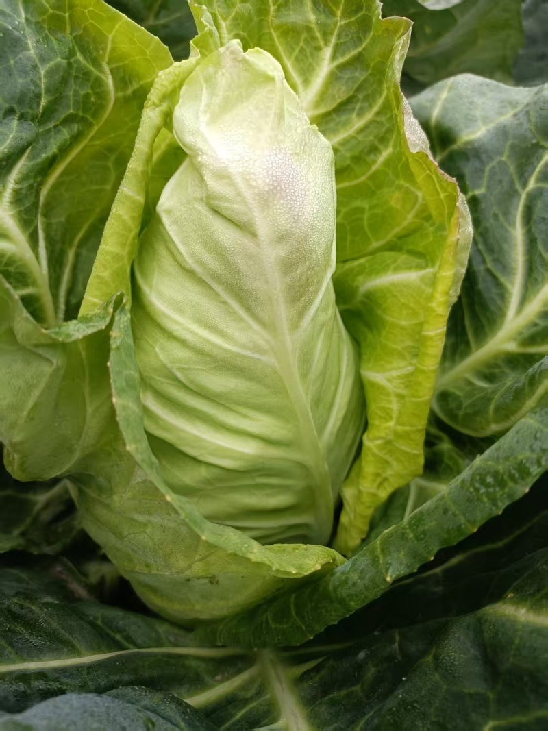 牛心甘蓝苗带土发货，抗寒，抗病，春季，秋冬季节，冷凉蔬菜