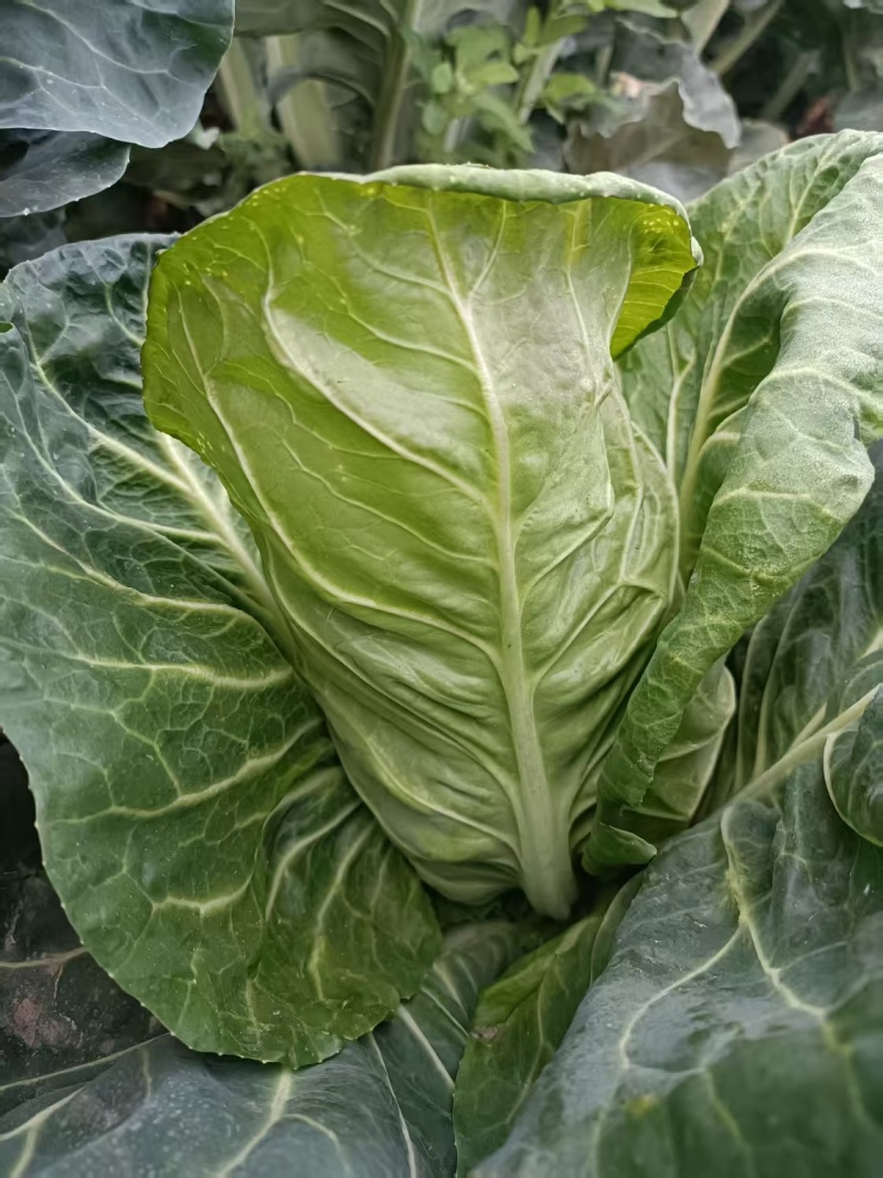 牛心甘蓝苗带土发货，抗寒，抗病，春季，秋冬季节，冷凉蔬菜
