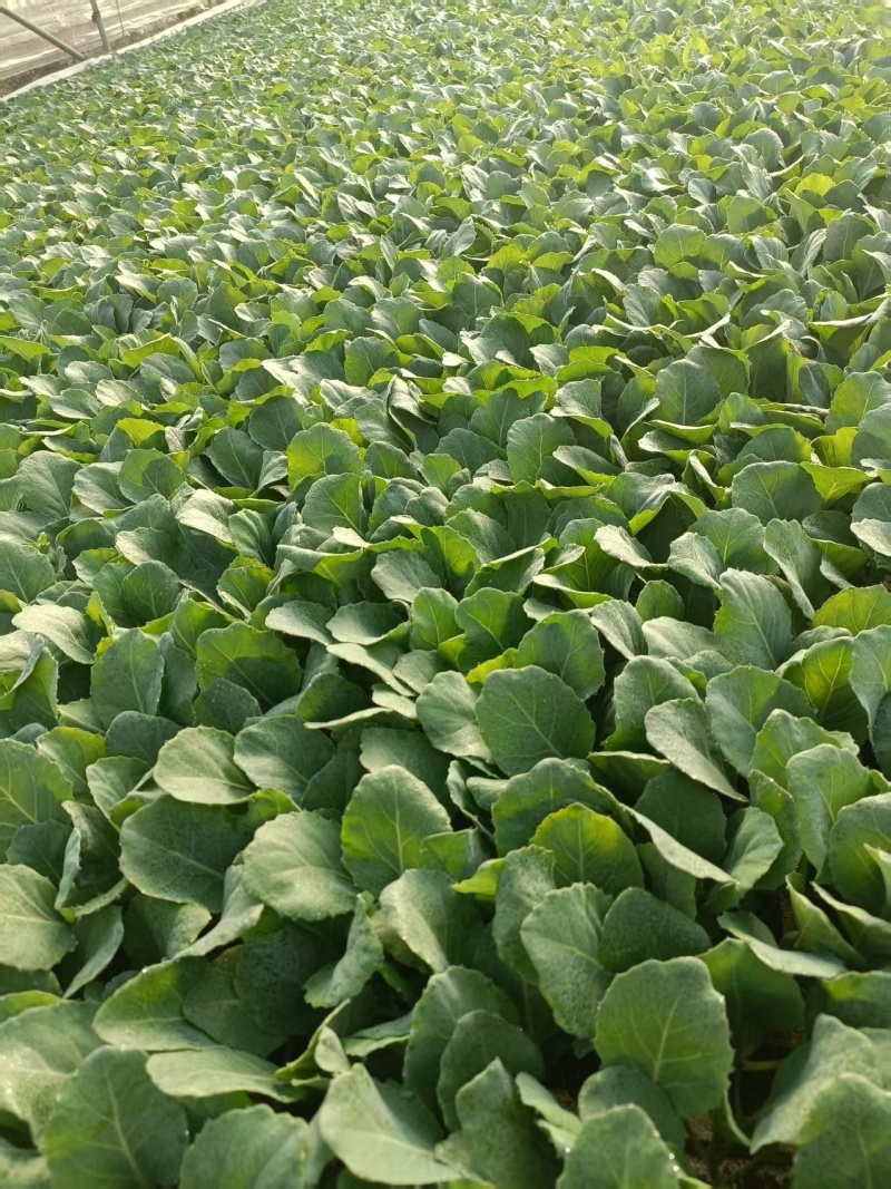 牛心甘蓝苗带土发货，抗寒，抗病，春季，秋冬季节，冷凉蔬菜