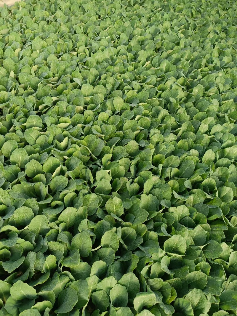 牛心甘蓝苗带土发货，抗寒，抗病，春季，秋冬季节，冷凉蔬菜