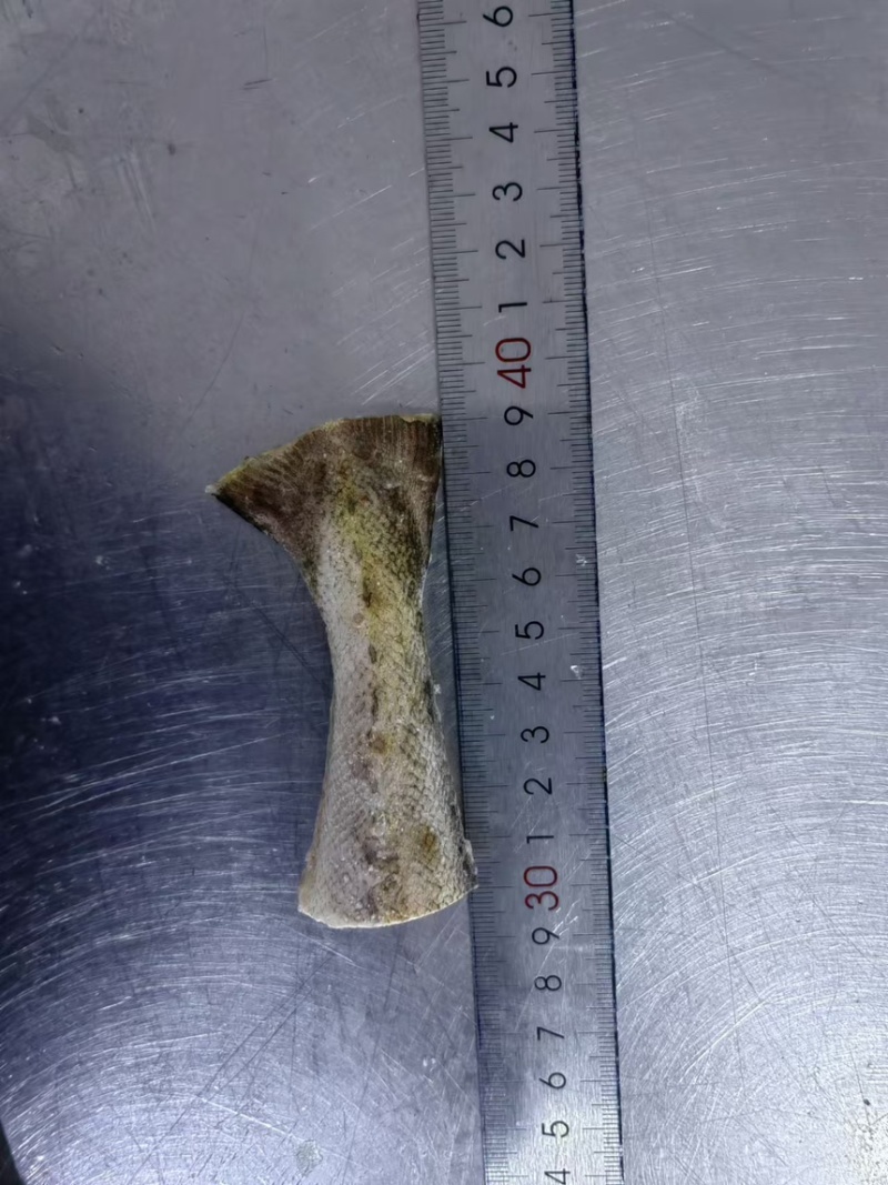 狭鳕鱼鱼尾，烧烤鱼尾。