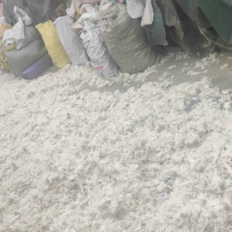 大白鹅毛