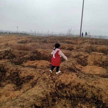 自营200亩土地，性质为果园