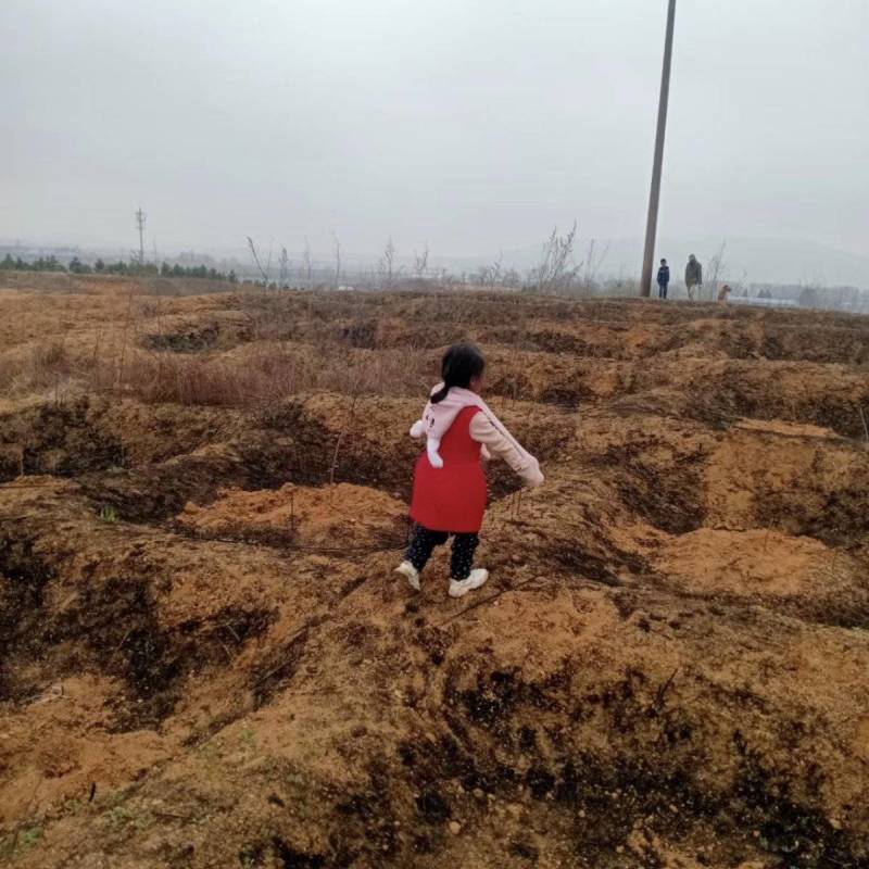 自营200亩土地，性质为果园