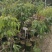 仙进奉荔枝苗