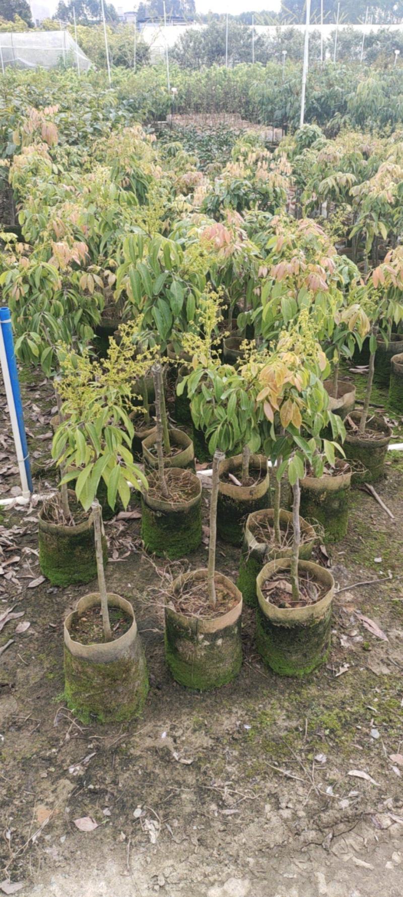仙进奉荔枝苗