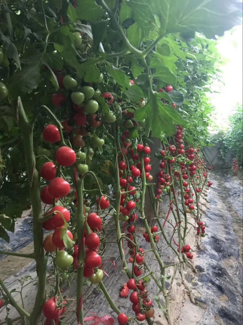 山东聊城圣女果大量上市/千禧/贝贝/小番茄/长期供应