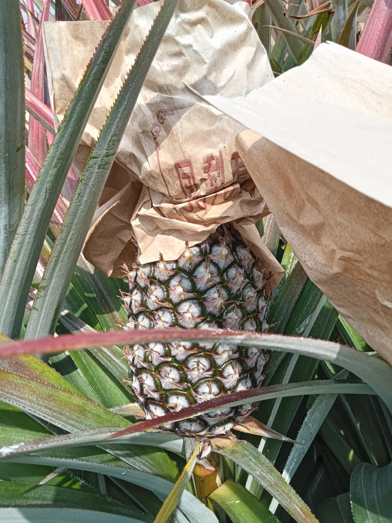 海南昌江金钻凤梨17号，优质产地直发