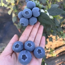 新鲜蓝莓出炉，头茬大果，个个都是精品，量大价优！