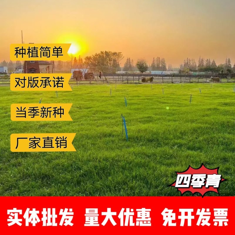 高档四季青籽免修剪耐践踏绿化庭院草坪草籽矮生草皮种子四季