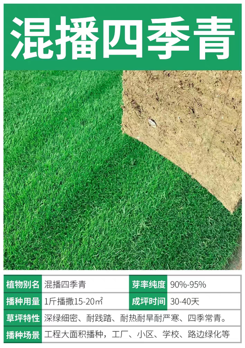 高档四季青籽免修剪耐践踏绿化庭院草坪草籽矮生草皮种子四季