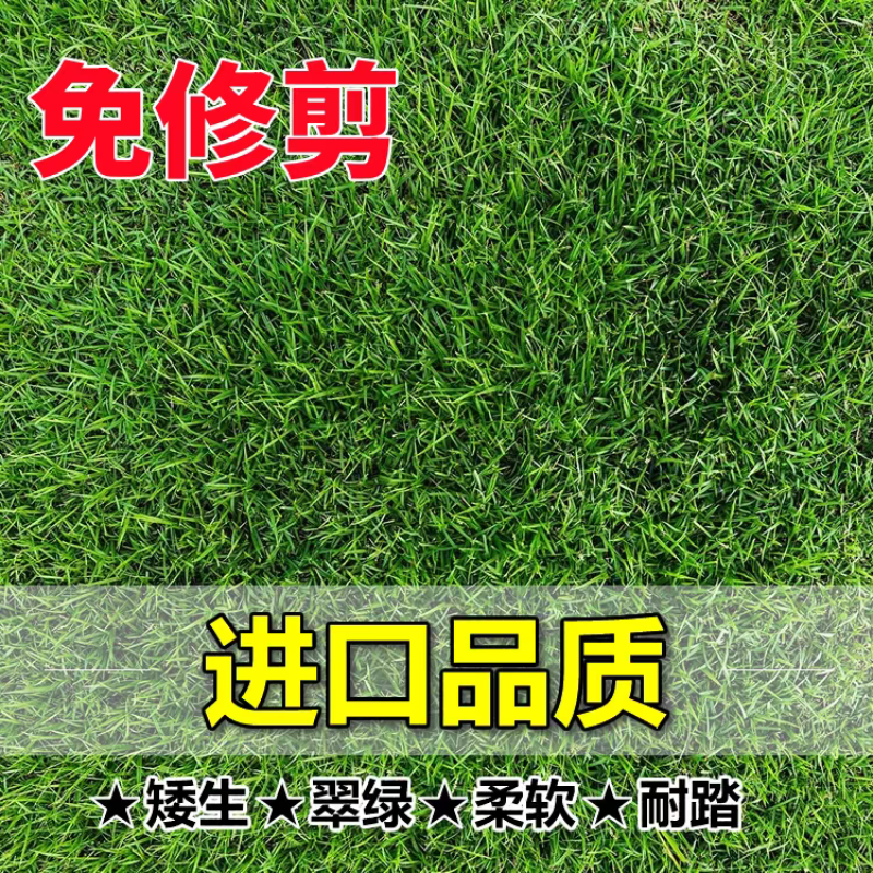 高档四季青籽免修剪耐践踏绿化庭院草坪草籽矮生草皮种子四季