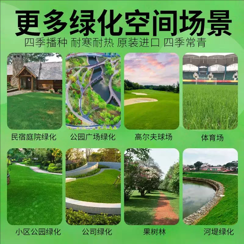 高档四季青籽免修剪耐践踏绿化庭院草坪草籽矮生草皮种子四季