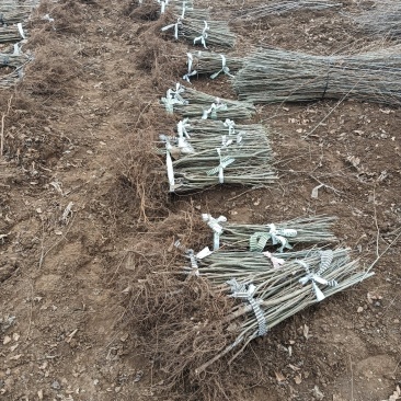 嫁接金叶榆大量出售产量大质量好
