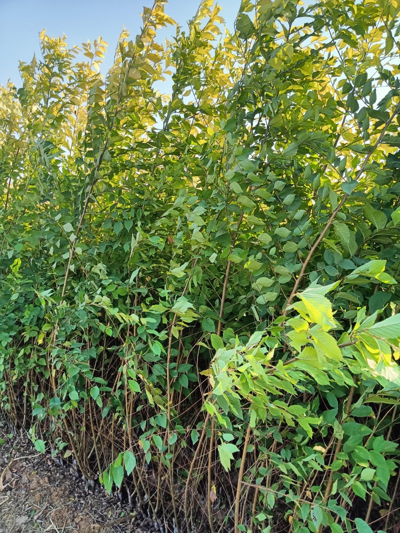 嫁接金叶榆大量出售产量大质量好