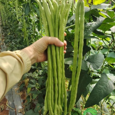 【可可甜豆角】早中熟豆条淡绿黑籽耐湿耐热品质佳