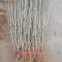 木槿花苗，地摊苗地摊货源供应各种绿化苗量大