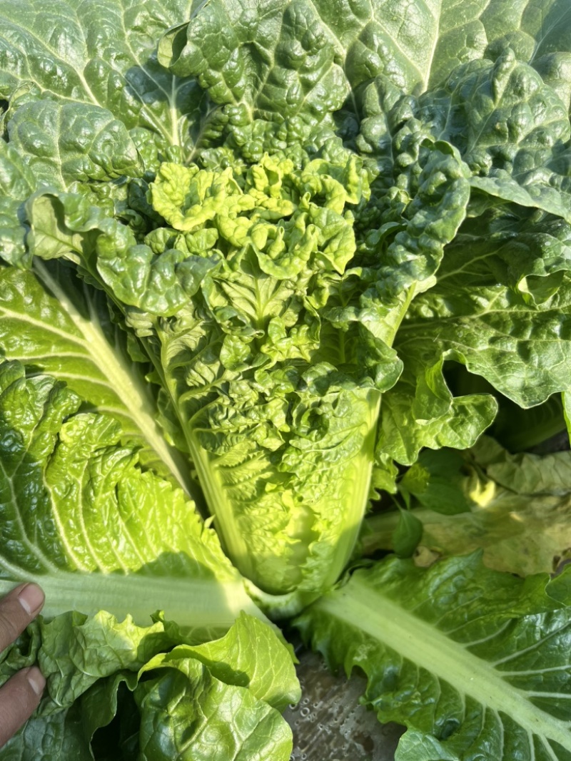 麻叶青白菜无虫眼无抽苔翠绿