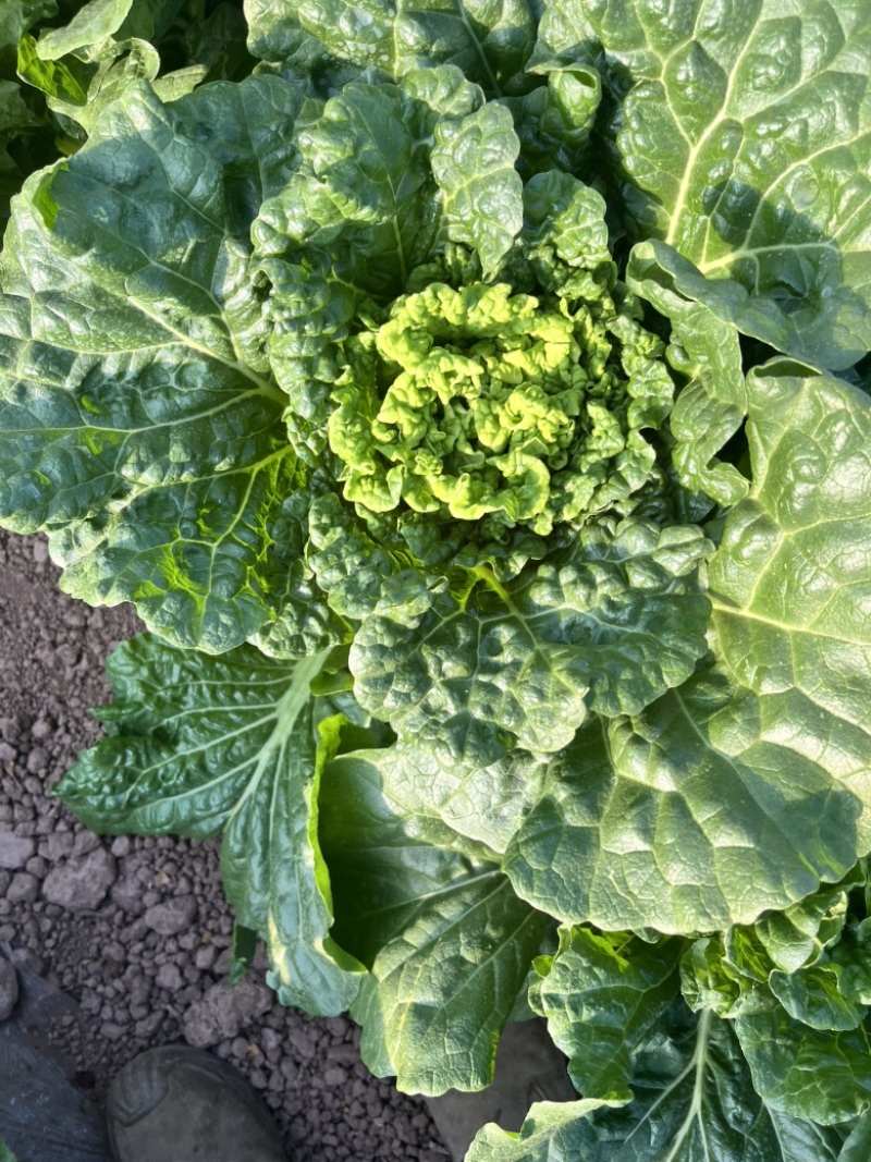 麻叶青白菜无虫眼无抽苔翠绿