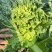 麻叶青白菜无虫眼无抽苔翠绿