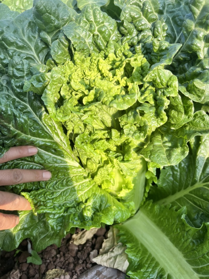 麻叶青白菜无虫眼无抽苔翠绿