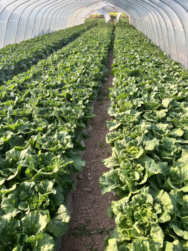 麻叶青白菜无虫眼无抽苔翠绿