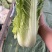 麻叶青白菜无虫眼无抽苔翠绿