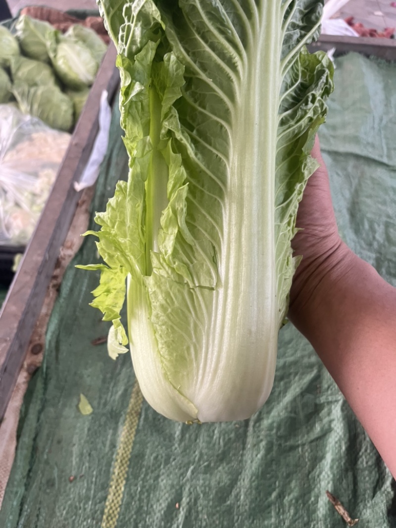 麻叶青白菜无虫眼无抽苔翠绿