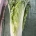 麻叶青白菜无虫眼无抽苔翠绿