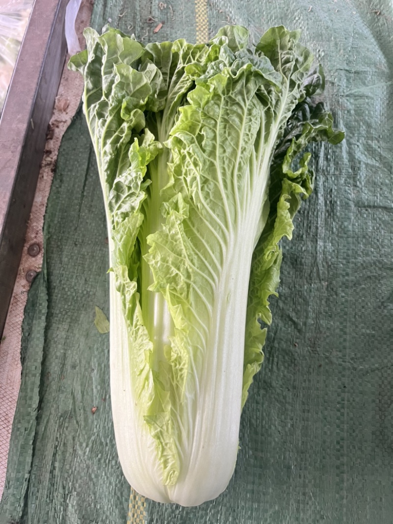 麻叶青白菜无虫眼无抽苔翠绿