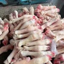 羊蹄纯干不抽筋