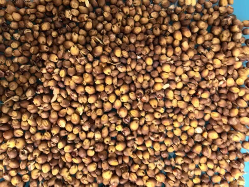 黑龙江精品高粱大量供货品质上乘欢迎来电洽谈价格更优