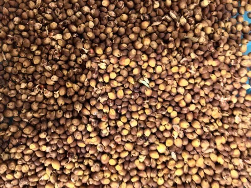 黑龙江精品高粱大量供货品质上乘欢迎来电洽谈价格更优