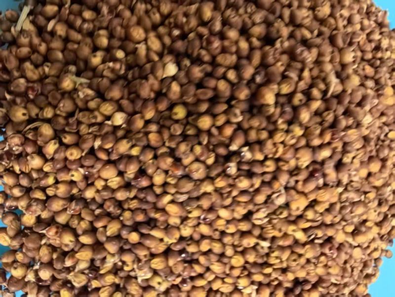 黑龙江精品高粱大量供货品质上乘欢迎来电洽谈价格更优