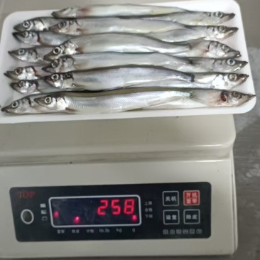 多春鱼