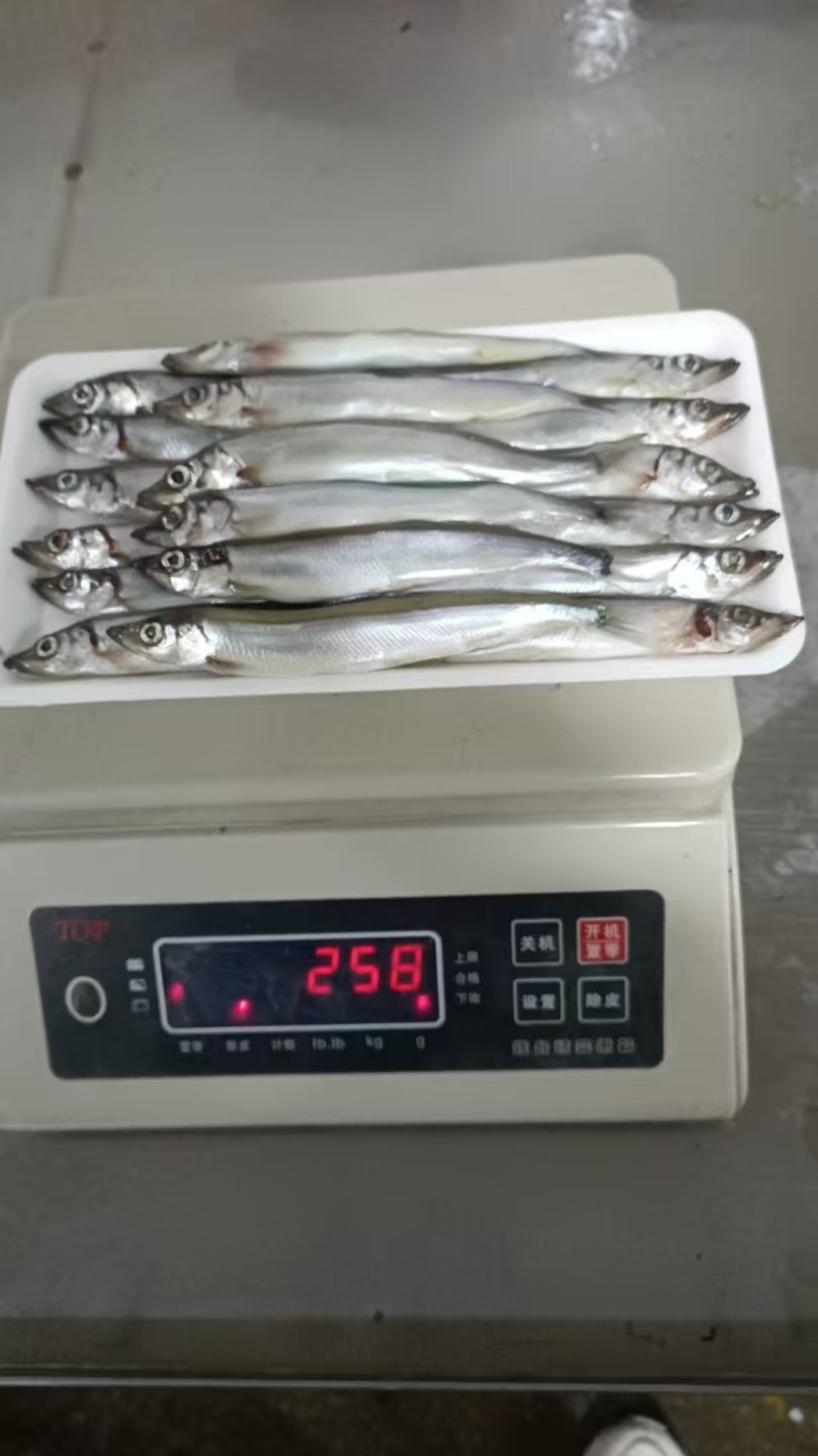 多春鱼