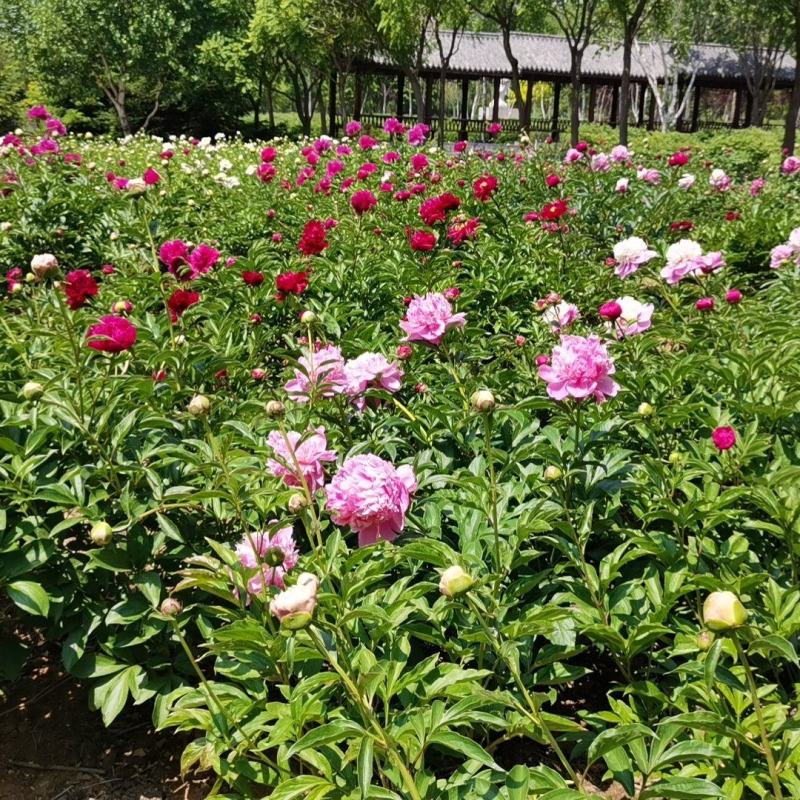 内蒙赤芍苗现货