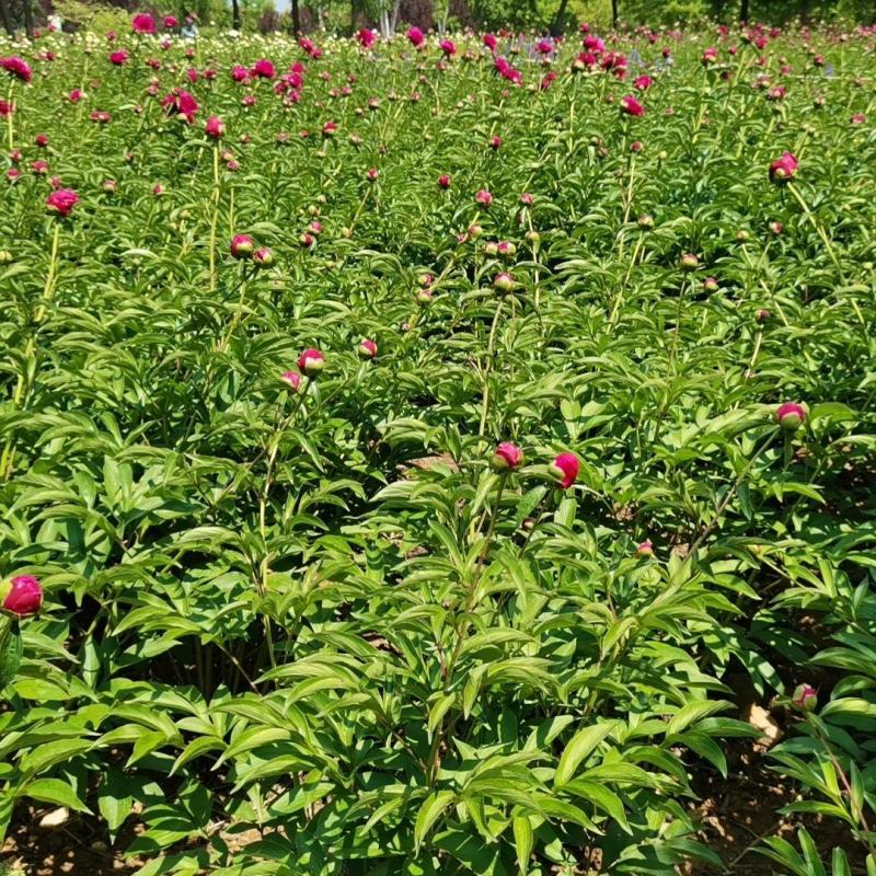 内蒙赤芍苗现货