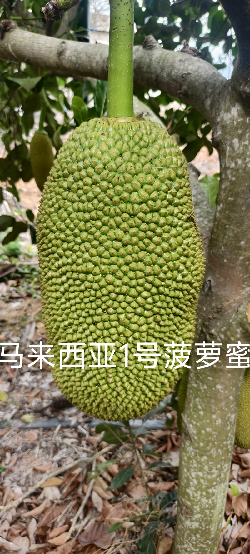 海南菠萝蜜马1，软糯香甜，原产地大量供应电商，市场