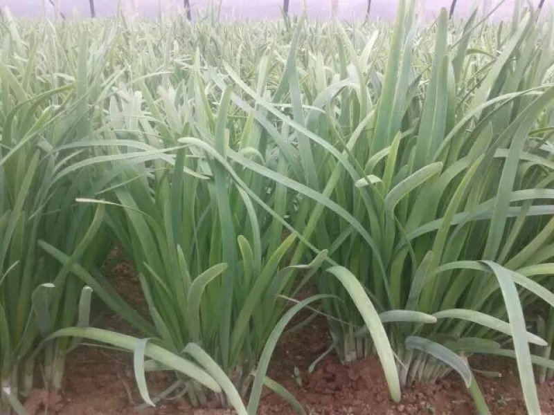 头刀韭菜
