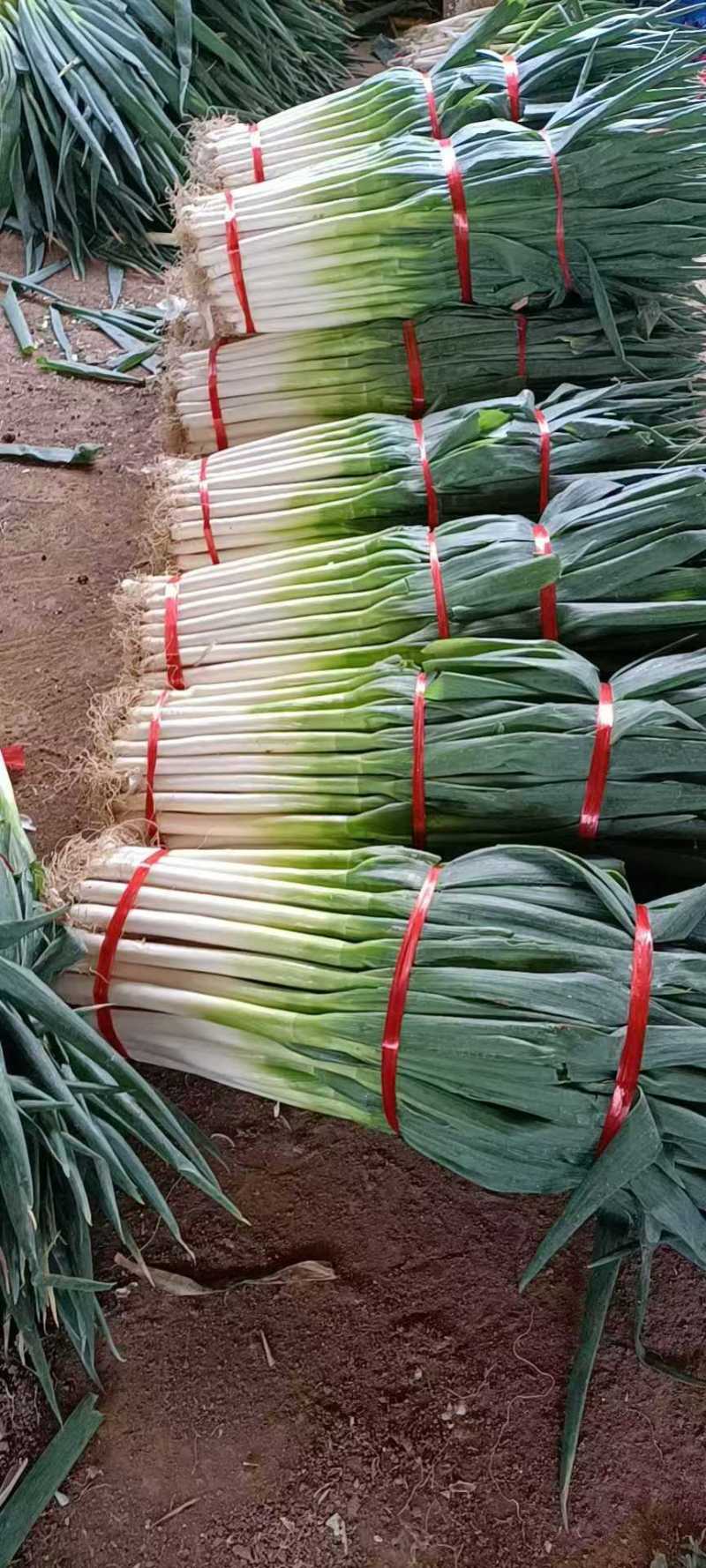 精品大葱质量保证量大从优对接全国产地发货欢迎咨询