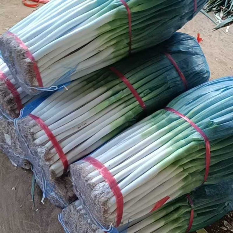精品大葱毛葱净葱量大从优质量保证诚信经营欢迎咨询