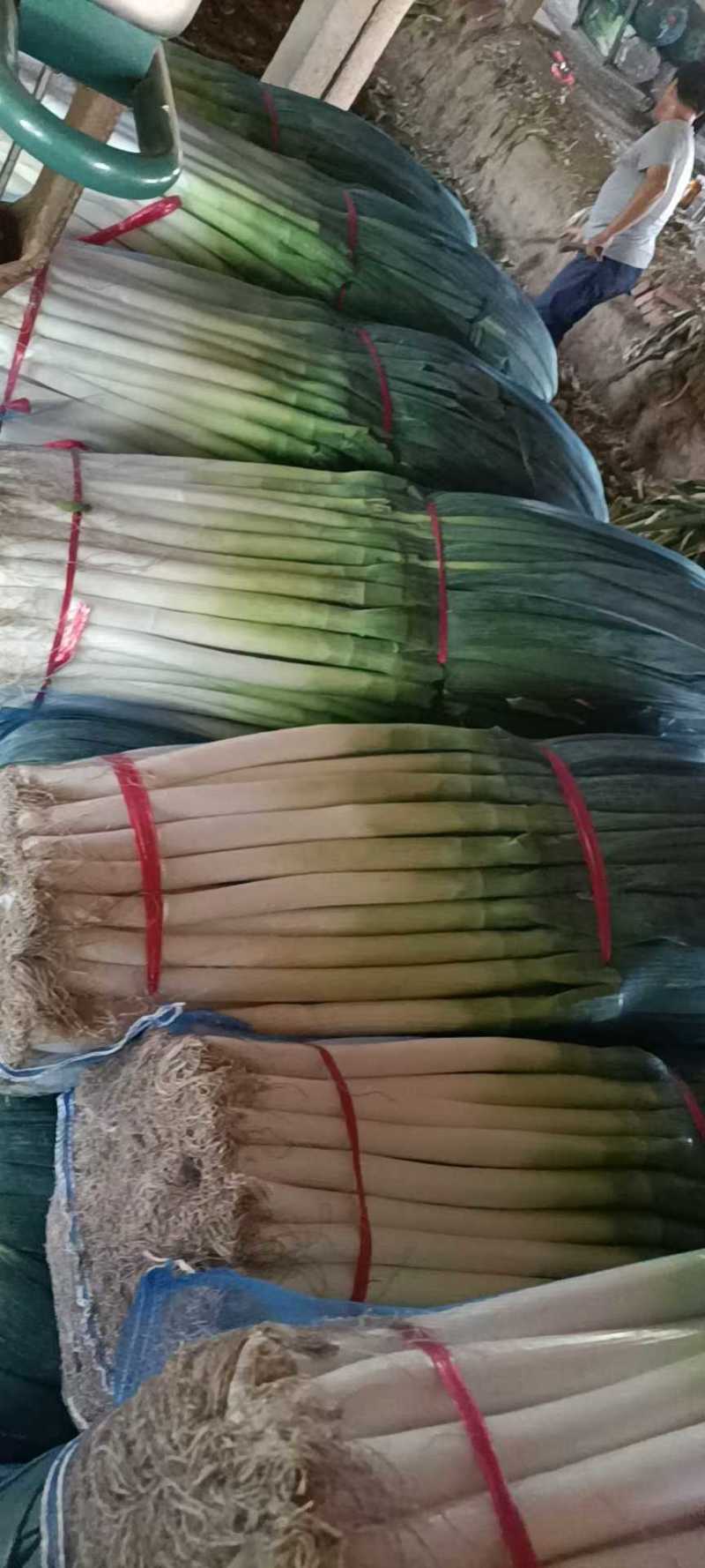 精品大葱毛葱净葱量大从优质量保证诚信经营欢迎咨询