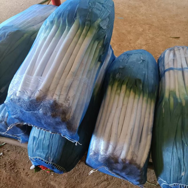 精品大葱毛葱净葱量大从优质量保证诚信经营欢迎咨询