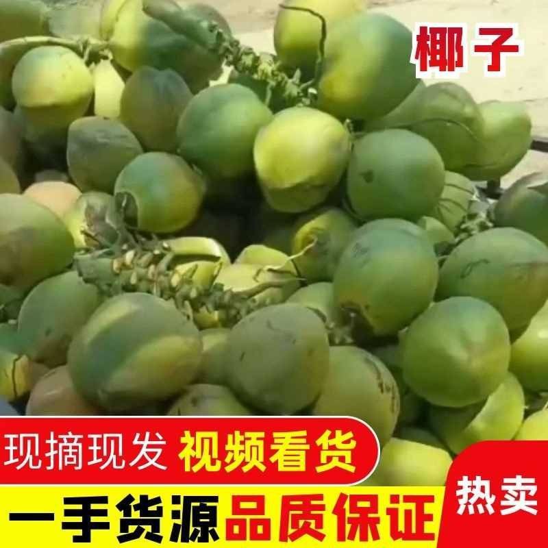 海南椰子，皮薄肉厚，汁水香甜，大量供应电商市场，代发全国
