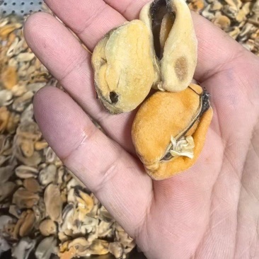 大规格100-200粒的，海红肉，海虹肉，贻贝肉，批发价